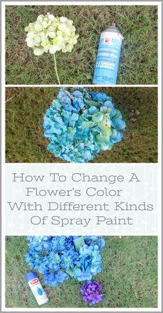 How To Change a Flower's Color Flower Delivery