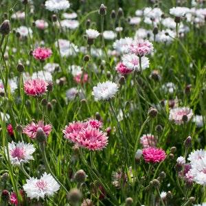 75 Classic Romantic Bachelors Button Seeds / Centaurea Cyanus / Wildflower / Cottage Flower / Cornflower / English Garden / Wedding Flowers