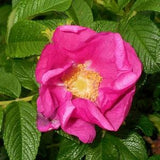 Rose Hip- 25 Rosa Rugosa Plant Seeds, Japanese Rose Flower Seeds,  Fruit Seeds, Perennial Flower, Herb Seeds, Red Rose Flowers