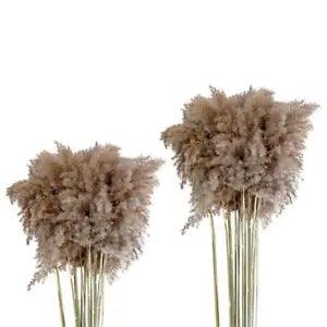 10x Natural Dried Pampas Grass Reed   Garden Party Decoration