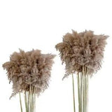 10x Natural Dried Pampas Grass Reed   Garden Party Decoration