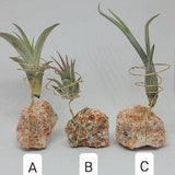 Orchid Calcite Air Plant Holder, Air Plant Gemstone Holder, Home Decor, Birthday Present, Gift for Mom, Unique Gift, Tillandsia holder