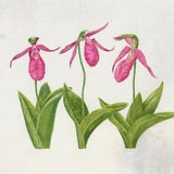 The Gossips Lady Slipper Orchids