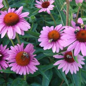 Echinacea purpurea - Eastern purple coneflower Seeds - Hedgehog - Asteraceae (Sunflower family) - Rudbeckia purpurea