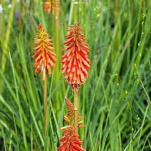 Kniphofia, Royal Castle Mix | 25 Seeds | Torch Lily | Red Hot Pocket | Cut Flower Perennial for the Pollinator Garden or the Container