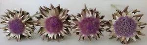Lot of 4 Real Dried Artichoke Flowers 5-6 Inches Wide on Natural Stems - Lot 17