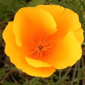 Poppy Flower Seeds,  California Orange Poppy Flower Seeds, "COOL BEANS N sprouts" Brand. Home Gardening.