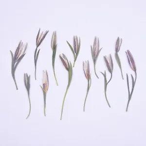 12PCS Real Pressed Dry flower, bud flower with stem leaves for art, craft FCD49