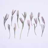 12PCS Real Pressed Dry flower, bud flower with stem leaves for art, craft FCD49