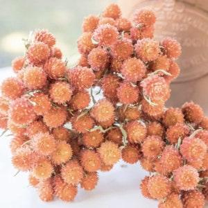 Gomphrena Salmon globosa Gomphrena flower Seeds Heirloom USA NJ Seller check my store for largest selection