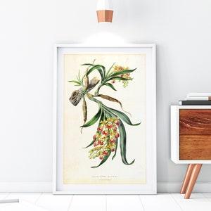 Orchid Giclee Art Print, Vintage Botanical Orchid Flower Illustration, Archival Quality Orchid Wall Poster #054