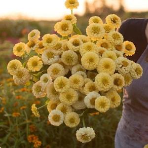 Oklahoma Ivory ZINNIA SEEDS cut flower bouquet Dizzy Bees Urban Garden *combined shipping*