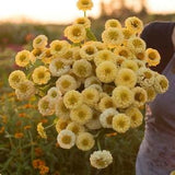 Oklahoma Ivory ZINNIA SEEDS cut flower bouquet Dizzy Bees Urban Garden *combined shipping*