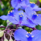 VIRGINIA SPIDERWORT Tradescantia Virginiana Hardy Perennial Wildflower 10 Seeds