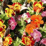 50+ Tiger Monkey Mix Flower Seeds- Angel Tiger Eye Flower- MIMULUS TIGRINUS---B121