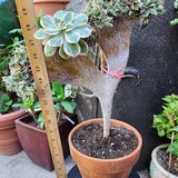 Crested Sunburst Huge-Will Receive The Actual Live Plants And Will Receive Free Pot Of Ephyllium Orchid Cactus