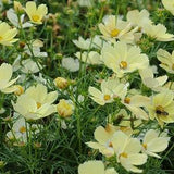 20 Lemonade Cosmos Seeds / Cosmos bipinnatus / English Garden / Wildflowers /  Bouquet Flowers / Wedding Flowers / Cut Flowers