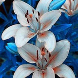 20 SEEDS for Silver/Gray LILY RARE flower Bloom exotic garden plant USA Seller
