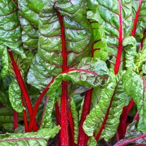 50+ Organic Swiss Rhubarb Chard Seeds Heirloom Seeds-Swiss Chard-A109-NON GMO-Beta Vulgaris