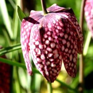 CHECKERED LILY Snake's Head Fritillary Fritillaria Meleagris Hardy Forms Bulb, 5 Rare Seeds