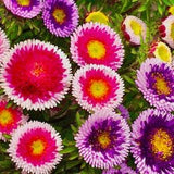 Aster Hi-No-Maru Seed Mix - Callistephus chinensis l Tricolour Pink Purple and Yellow Aster Garden Seeds
