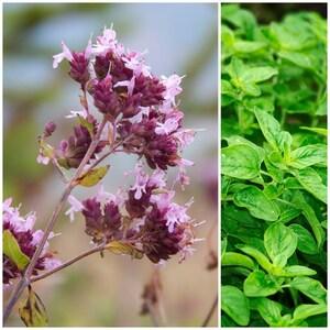 Pink & Purple Flowering Oregano Seeds Canada, Edible Culinary Italian Herb, Origanum Vulgare, Perennial Zone 5-9, Attract Pollinators Bees