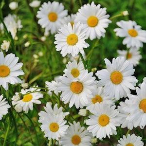 100+ Pcs Shasta Daisy- Alaska Flower Seeds-C.X SUPERBUM- Perennial Flower---B310-Chrysanthemum Maximum Shasta Daisy