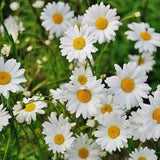 100+ Pcs Shasta Daisy- Alaska Flower Seeds-C.X SUPERBUM- Perennial Flower---B310-Chrysanthemum Maximum Shasta Daisy
