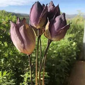 Lotus Flower Real Plants Dried Natural Flowers Ramadan Home Office Party Decors