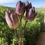 Lotus Flower Real Plants Dried Natural Flowers Ramadan Home Office Party Decors