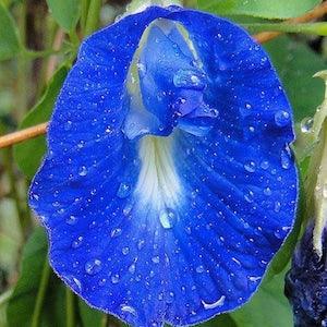 Clitoria Ternatea - Blue Butterfly Pea 20 Seeds Vine 100% new Organic