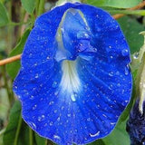 Clitoria Ternatea - Blue Butterfly Pea 20 Seeds Vine 100% new Organic