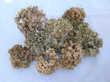 10 Dried Mophead Hydrangea Flowers Stems