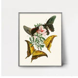 PRINTABLE 1840s Swallowtail Butterfly Art -- vintage butterfly wall art, butterfly watercolor painting print, 1800s orchid art insect print