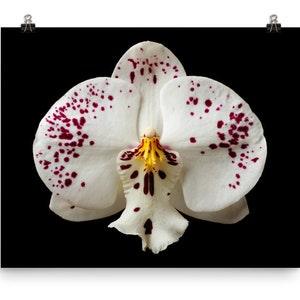 Vonflora Spotted Moth Orchid Phalaenopsis Orchid Oncidium Orchid Poster Wall Art