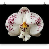 Vonflora Spotted Moth Orchid Phalaenopsis Orchid Oncidium Orchid Poster Wall Art