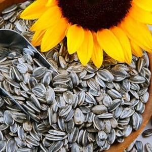 MEXICAN GIANT SUNFLOWER - Edible- Yellow Helianthus Annuus - 150 seeds - Vegetable - Flower for seed production