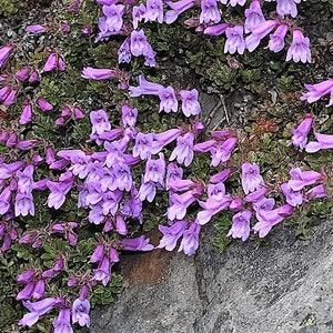 50 ALPINE PENSTEMON Davidsonii Davidson's Beardtongue Purple Flower Seeds