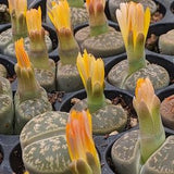 Lithops lesliei - 1 cm Plant -  Sunnyplants