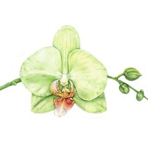 Phalaenopsis Green Orchid