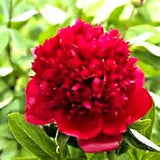 10 FIREBALL TREE PEONY SEEDS - (Paeonia suffruticosa)