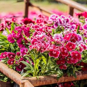 Dianthus barbatus double mixed, code 838