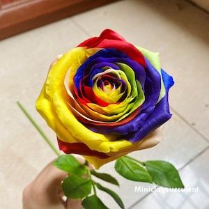 Unique Valentine Rainbow Rose gifts, Handmade clay Rose, Anniversary love gifts, Birthday Rose for Mom, Gifts him LBGT rose, Dry Rose art