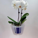 VICTORIA -Orchid Basket-Hanging Basket-Bromeliad Basket-Medium Size-Hanging Planter Decorative planter