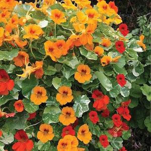 20 Pcs Jewel of Africa Flower Seeds- Nasturtium Out of Africa Flower Seeds- - Beautiful African Queen - NASTURTIUM TROPAEOLUM/ (FL354)