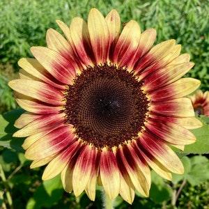 Yellow and Red Sunflower seeds for planting - ProCut Red Lemon