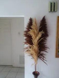 6 Dried pampas grass - 1 natural and 5 color pampas grass stems 6' feet ( 72