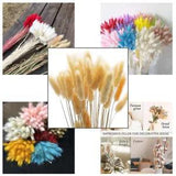 50x Dried Flowers Rabbit Tail Grass Bouquet Ornament Home Wedding DIY Decoration