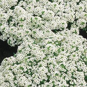 200 Pcs  Alyssum- Carpet of Snow Flower Seeds-Sweet White-Lobularia Maritima/  (FL311)