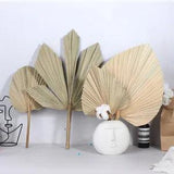 Palm Fan Leaf Dried Flower Palm Leaf Party Decoration Wedding Summer Cool Fan!